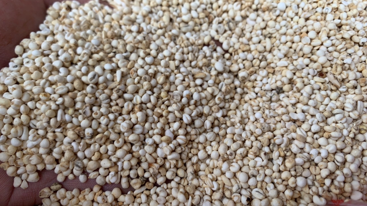 云南山货特产  【小焮山货】  川贝母