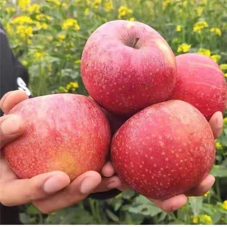 噶啦绿苹果可口酥脆