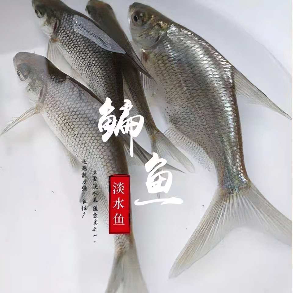 武昌鱼扁鱼边鱼团头鲂方头鱼活体淡水养殖食用重庆渔场直发包邮