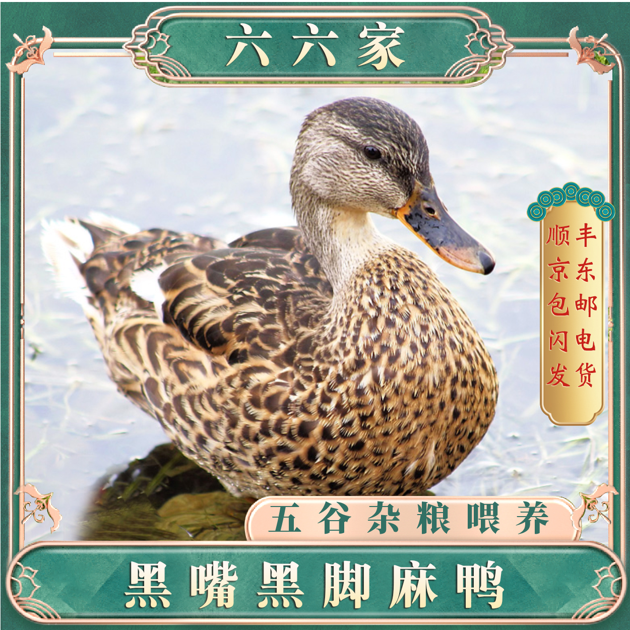 新鲜黑嘴黑脚1年土麻鸭溪水放养2只4-4.5斤煲汤红烧净膛  福利价4
