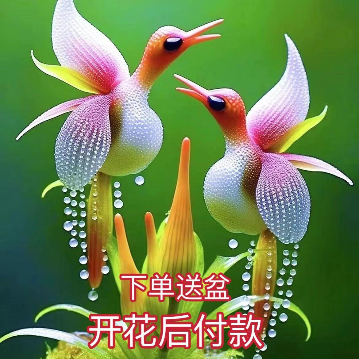浓香凤凰兰球根盆栽耐寒耐热花四季开花室内外阳台水土培庭院绿植