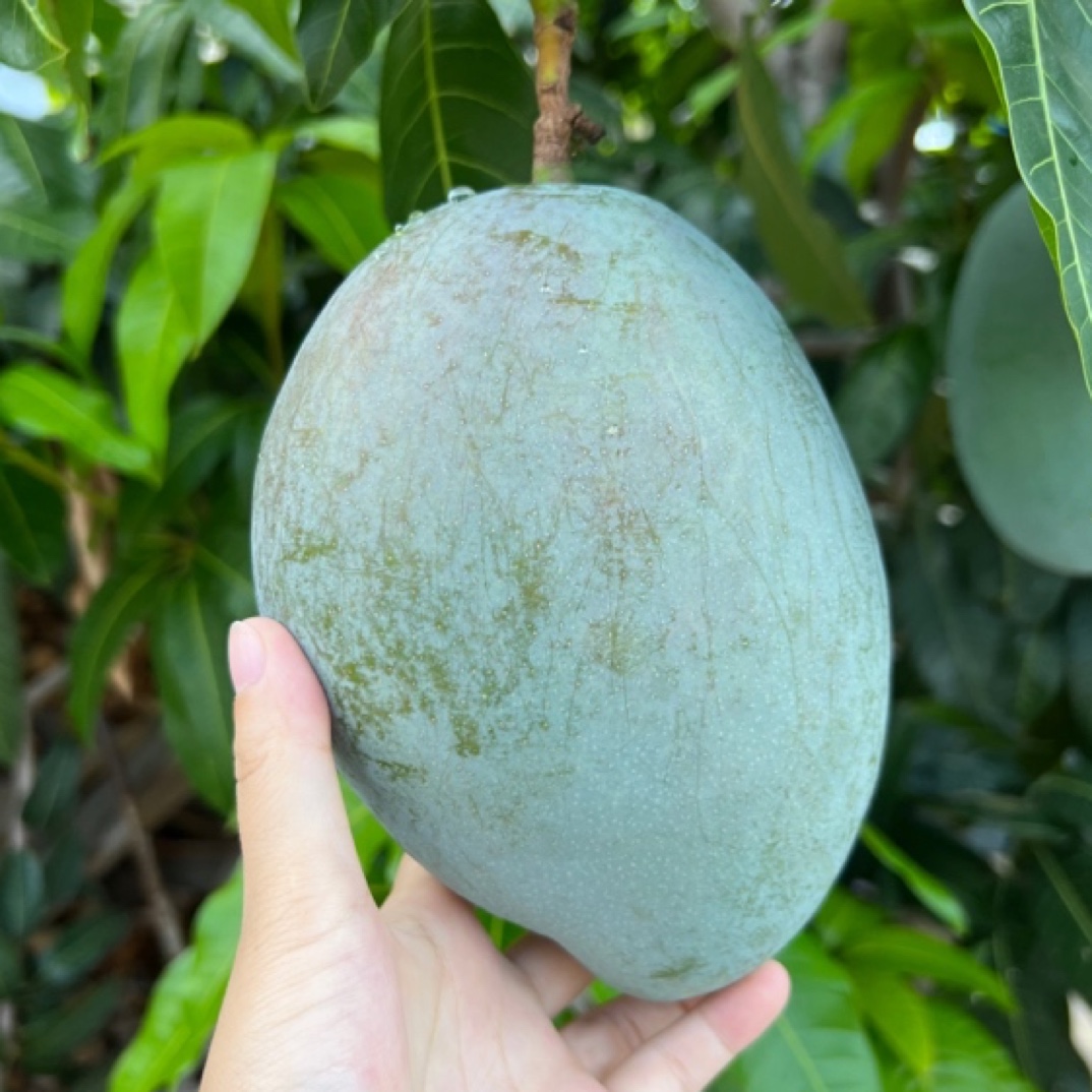 【程大燕专属】攀枝花凯特芒果净重5斤/8斤大脸芒青芒催熟食用