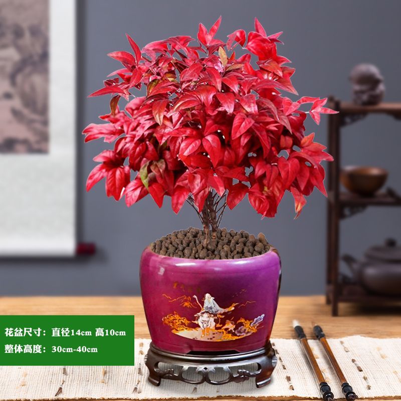 火焰南天竹盆景冬季耐寒红叶植物年宵花卉室内外阳台庭院四季好养