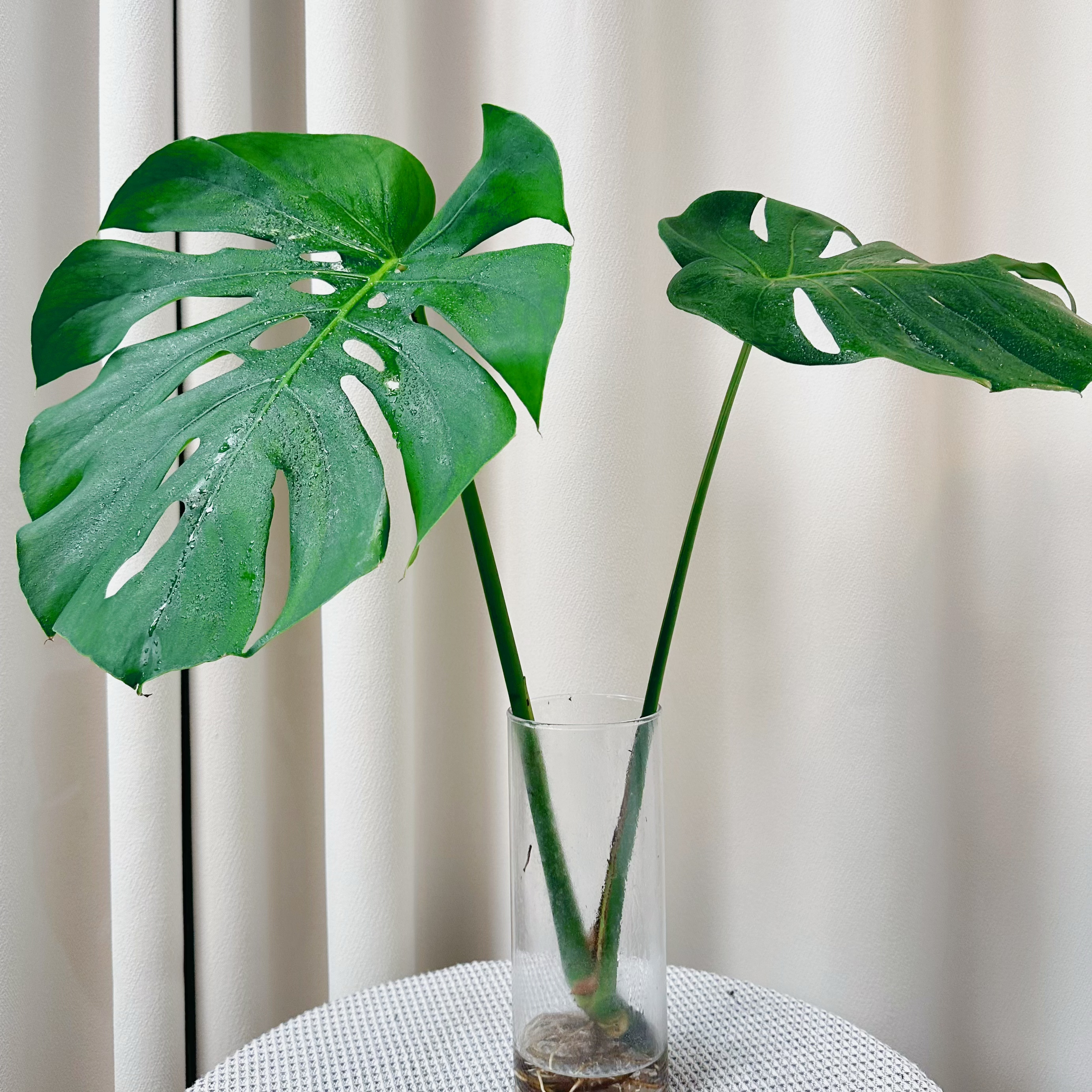 大叶片5年老龟背竹室内绿植办公室阳台植物四季常青花卉精品盆景