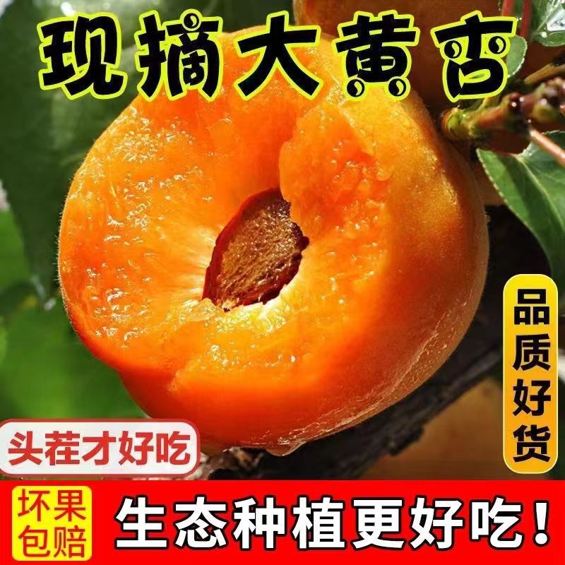 仙智陕西金太阳大黄杏3斤5斤酸甜口感孕妇水果现摘现发