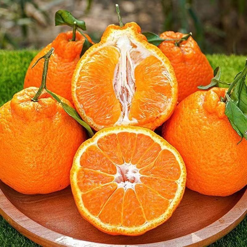 清岑四川春见耙耙柑酸甜适中大果4.5-5斤包邮