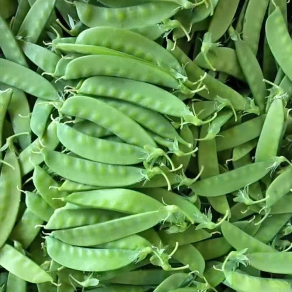 【新鲜露天荷兰豆】现摘现发3-5-8斤包邮四川攀枝花荷兰豆