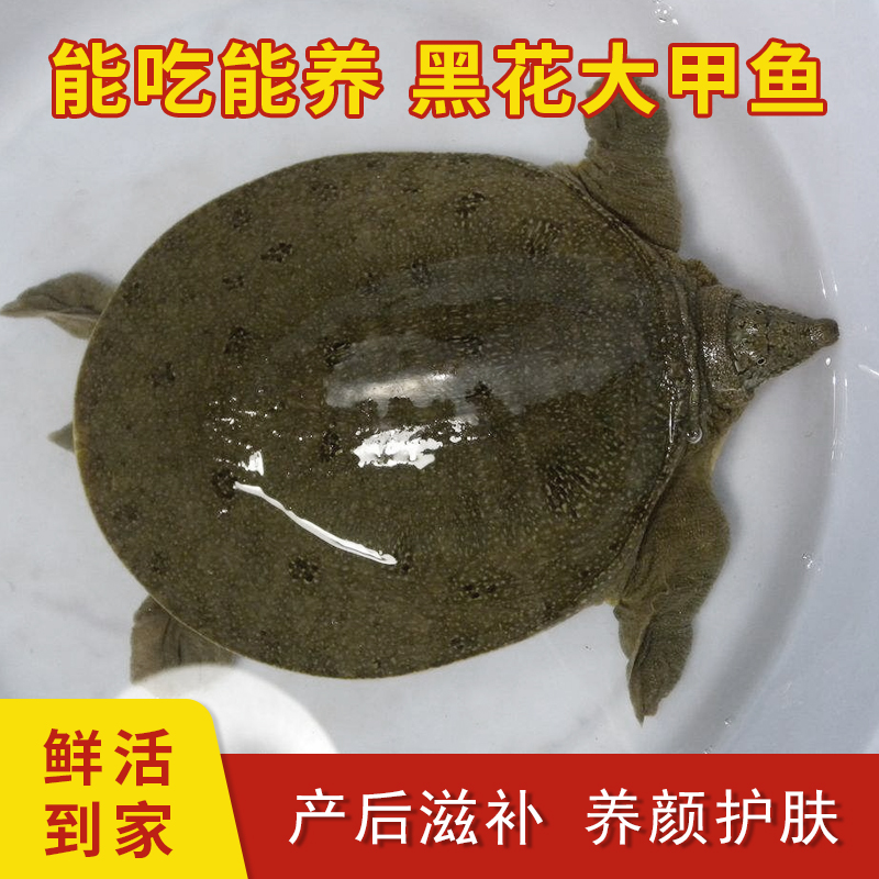 2.1斤-2.4斤2只装公甲鱼鲜活外塘中华甲鱼包活生鲜活体包活甲鱼苗