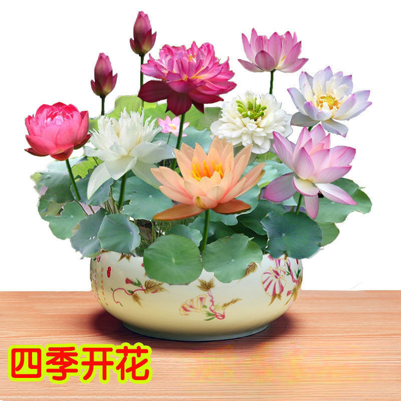 碗莲种子水培植物四季开花活室内盆栽绿植水生花卉睡莲荷花种子