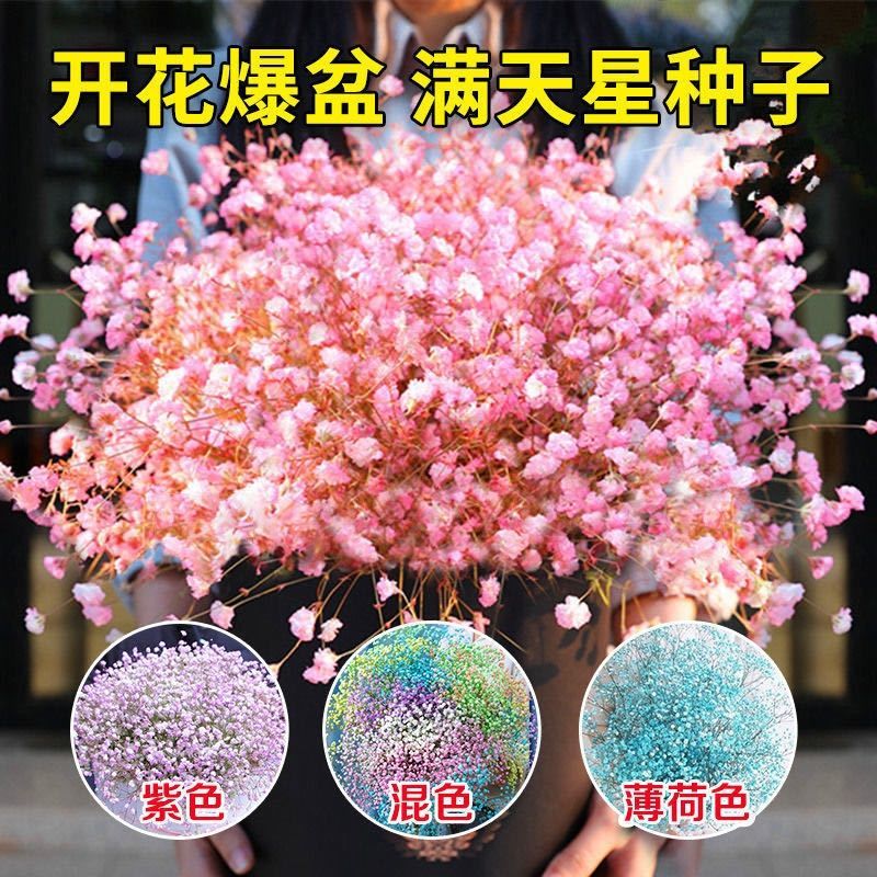重瓣满天星花种子四季种活花卉满天星花草种籽室内外阳台盆栽