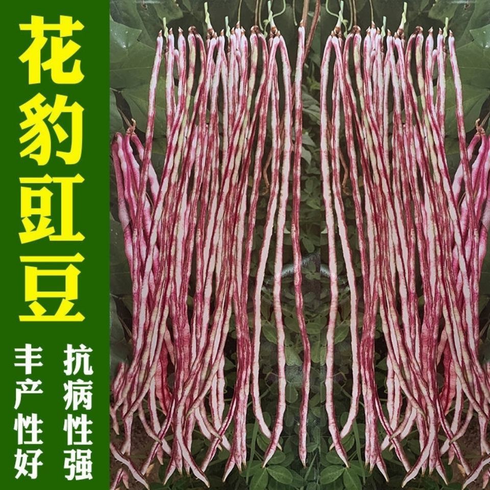 花条特长豆角种子高产豇豆种子春秋田园种蔬菜四季豆种籽