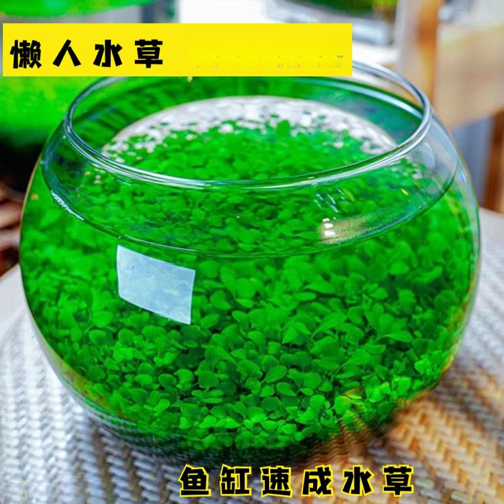 水草种子水生态家用创意鱼缸玻璃瓶水培植物四季造景鱼缸小型家用