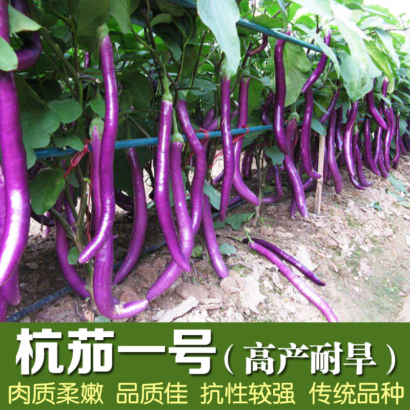 杭茄子一号长茄种子四季紫红茄春秋冬高产种籽蔬菜种植阳台盆栽