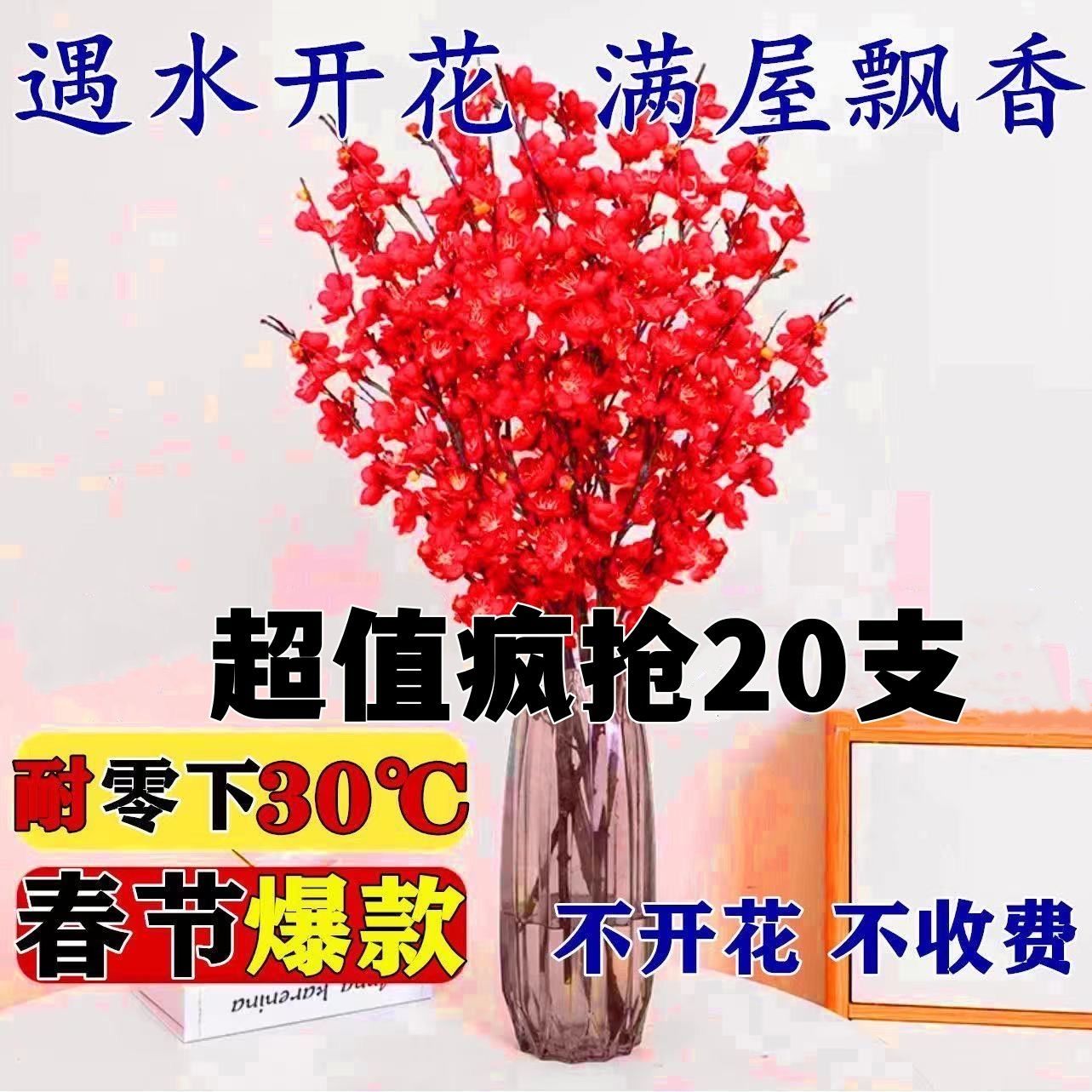 【春节开花】新年装饰梅花枝遇水开花冬季室内水培梅干枝年宵花卉