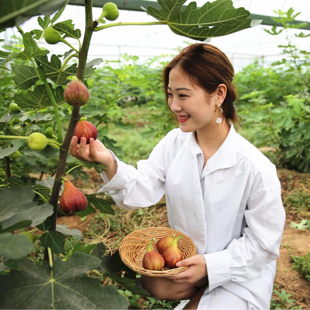无花果树果苗盆栽地栽当年结果耐寒波姬红南方北方种植无花果树苗