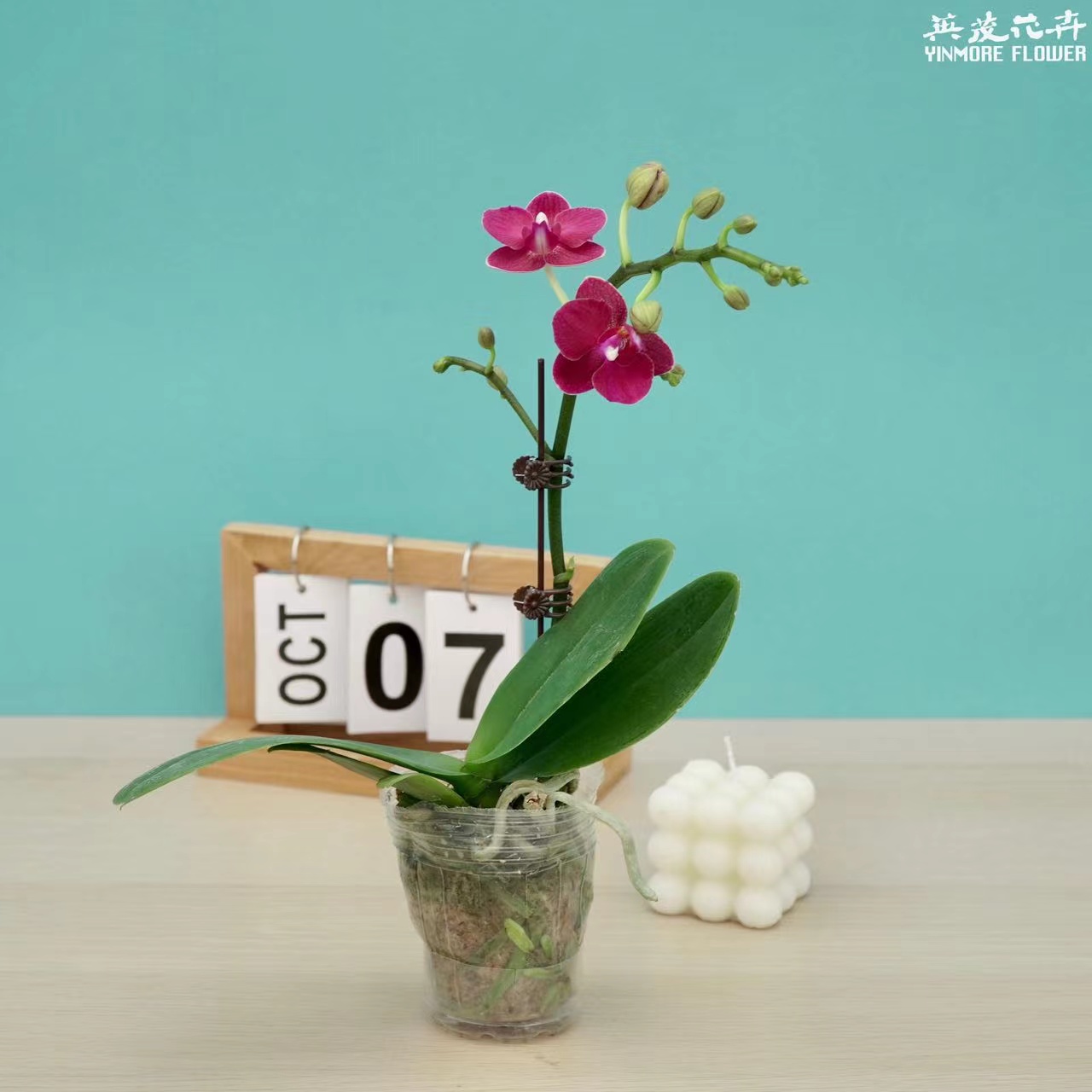 【英茂甄选】茱莉亚蝴蝶兰2.8寸杯|单梗进口欣赏室内花卉精致四季