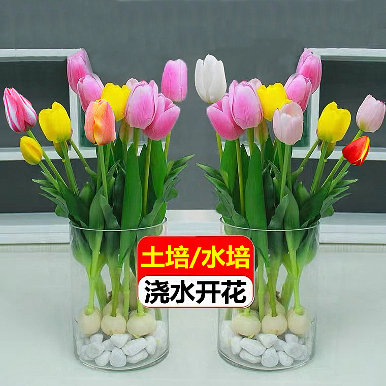 【郁金香种球种子】混色发货四季开花阳台盆栽植物开花花卉绿植盆栽