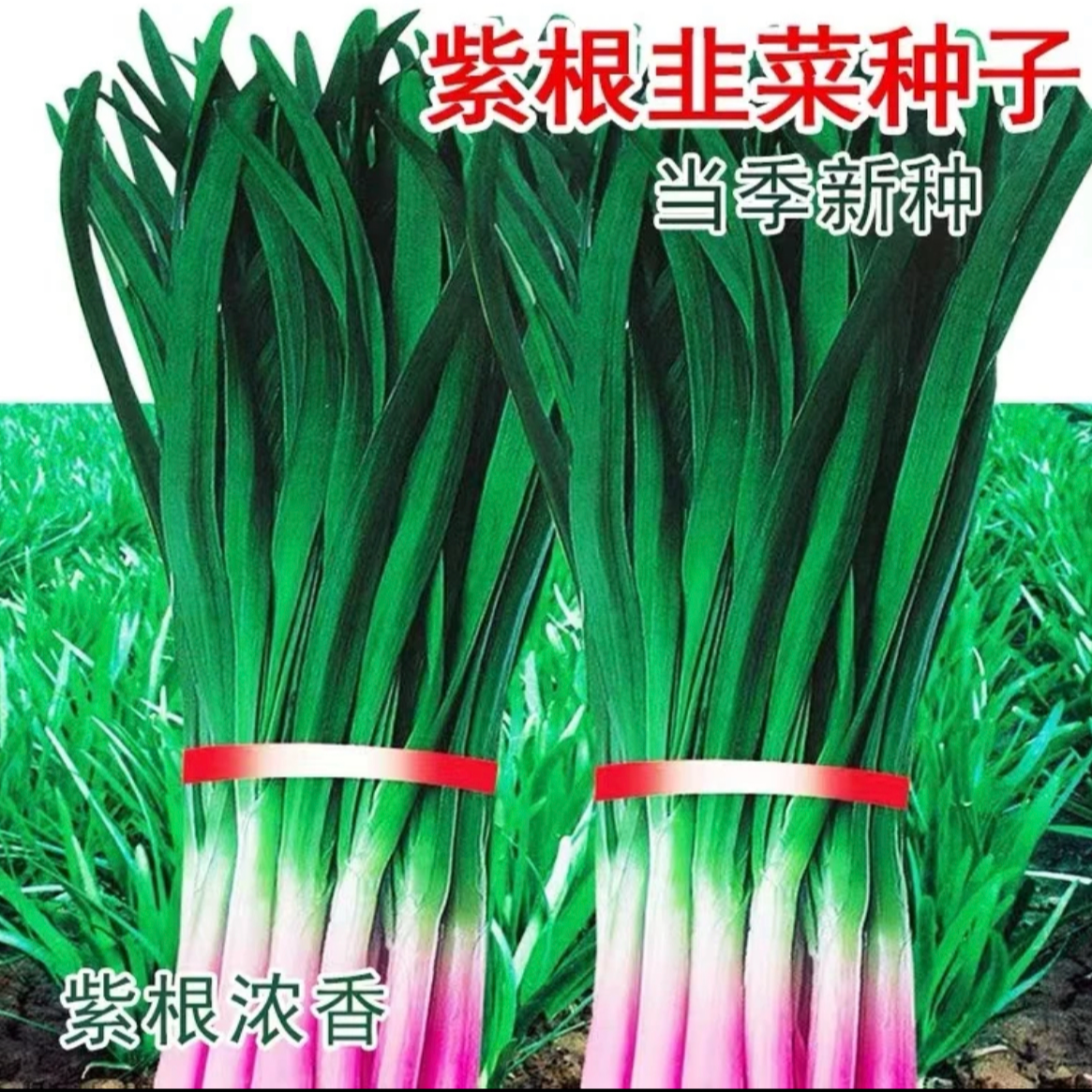 紫根韭菜种子泡沫箱小院易成活多茬采收四季种植