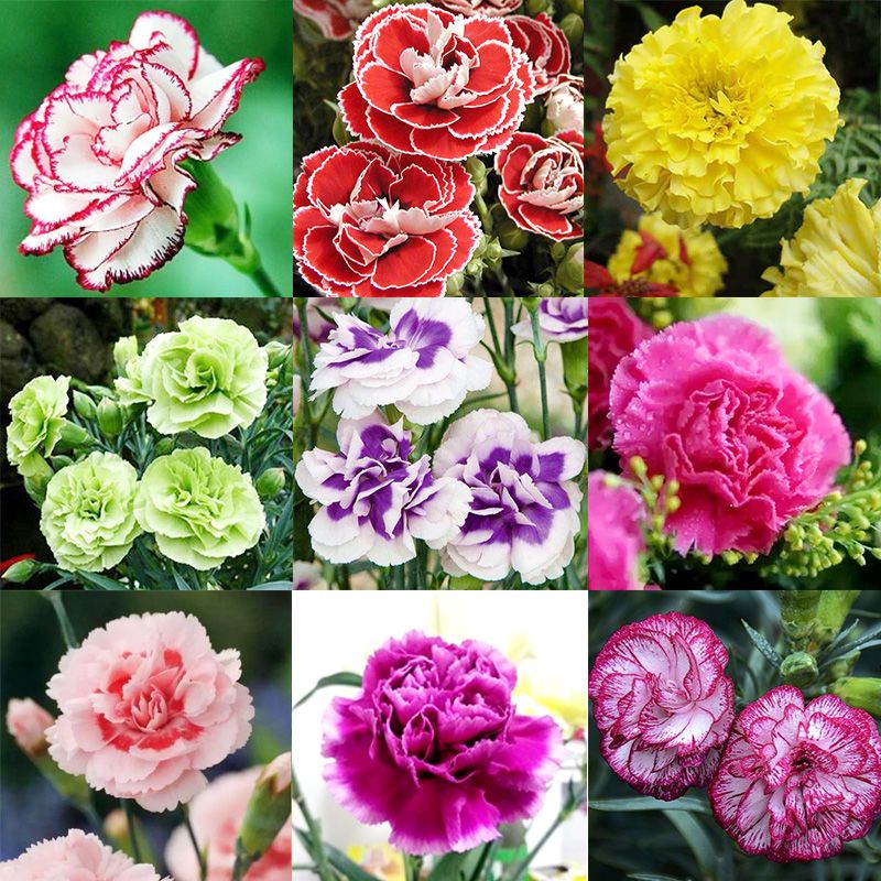 重瓣康乃馨种子四季开花种活室内外庭院阳台植物花卉盆栽花种籽