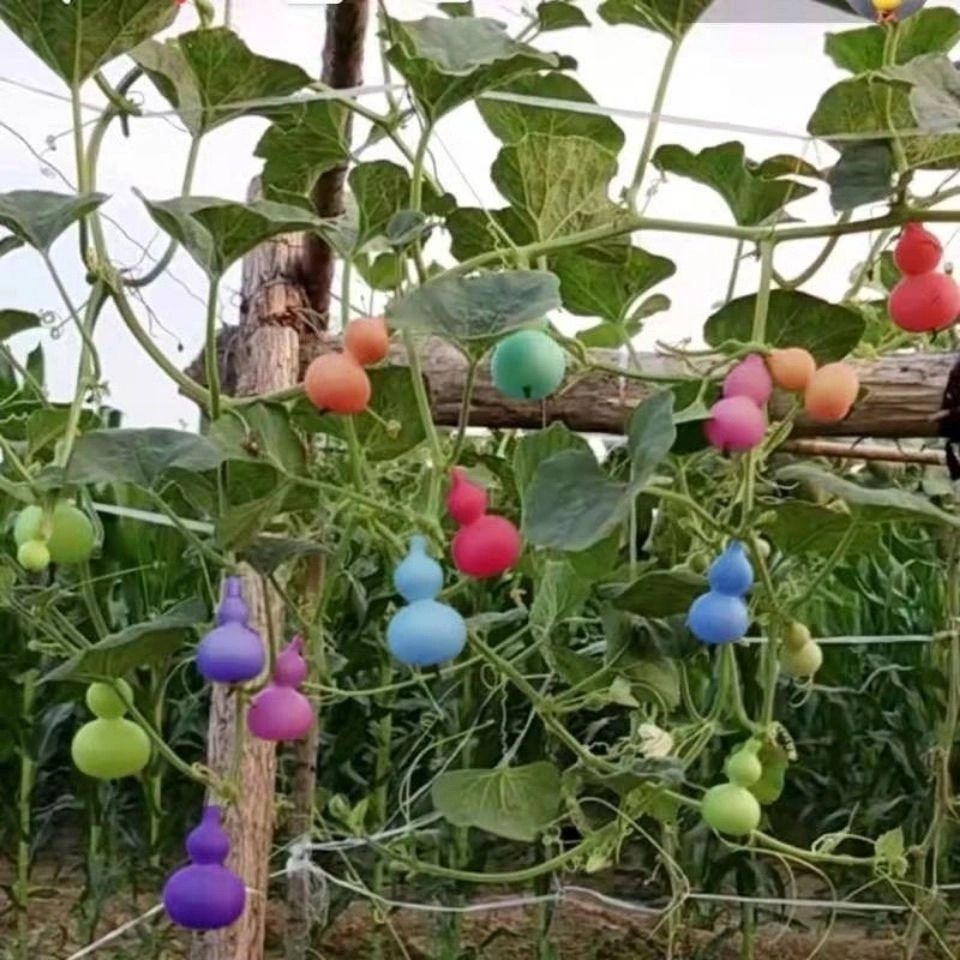 小葫芦盆栽爬藤小葫芦种子植物手捻葫芦宝葫芦葫芦种籽树