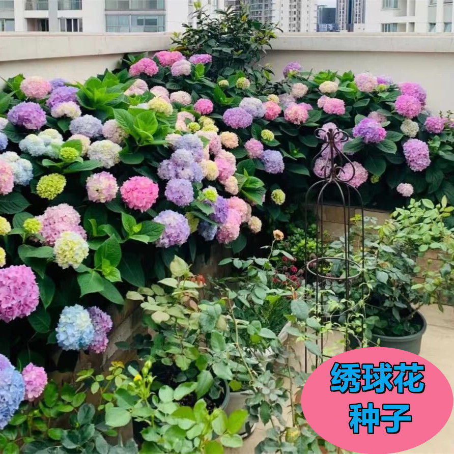 绣球花种籽活好种盆栽花草植物鲜花花籽室内室外四季开混色花籽