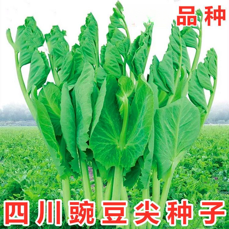 无须豌豆苗种子豌豆尖种子四季易种阳台盆栽芽苗菜秋冬季蔬菜种子