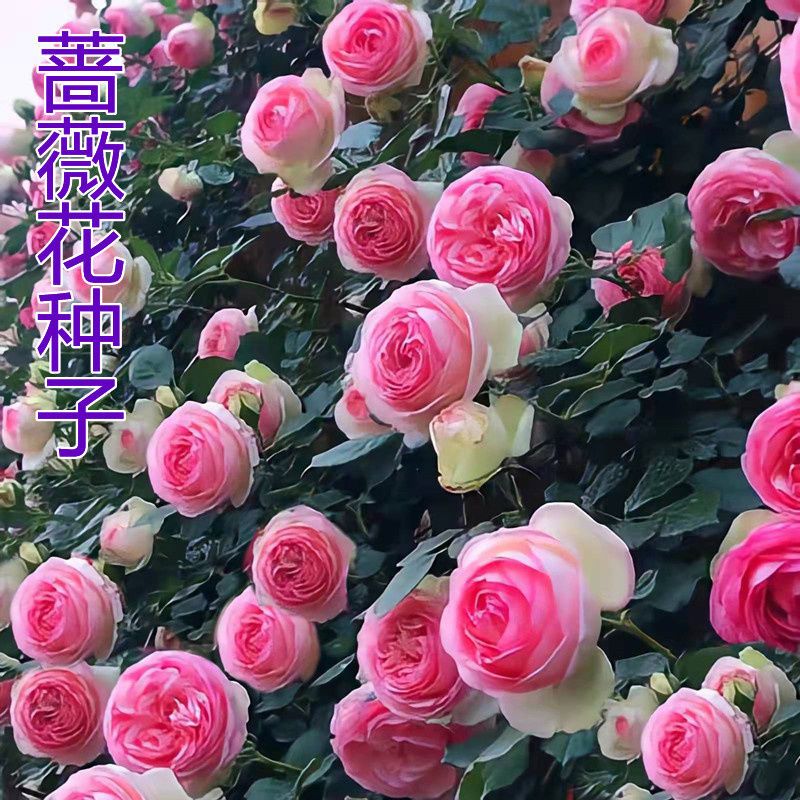 爬藤蔷薇花种子玫瑰花月季花种籽彩虹藤室内盆栽庭院活四季花籽