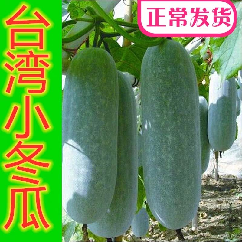 台湾小冬瓜种子毛节瓜小冬瓜四季高产盆栽蔬菜种子