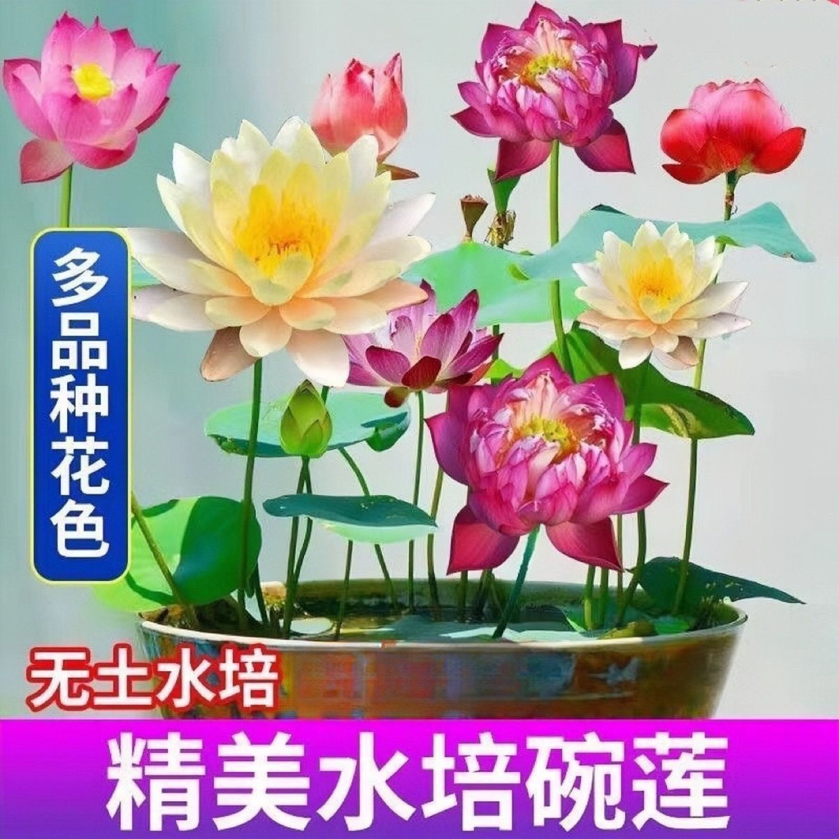 碗莲种四季开花水培水养绿植睡莲荷花无土盆栽花卉