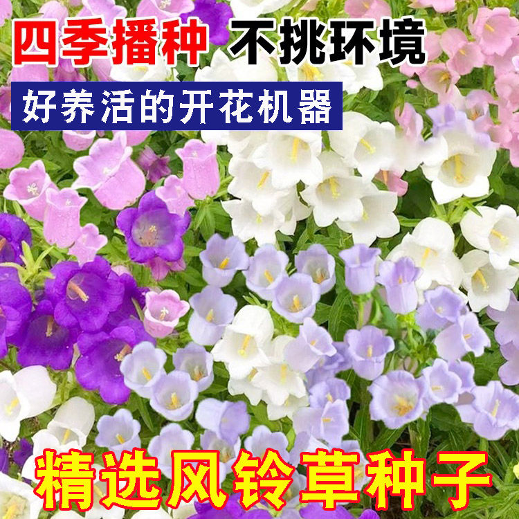 风铃草花种太阳花向日葵四季播种开花除虫菊波斯菊阳台易养活种