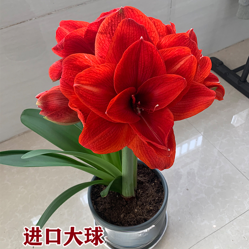 朱顶红种球进口重瓣大球好养活室内室外盆栽易种四季喜阳花卉植物
