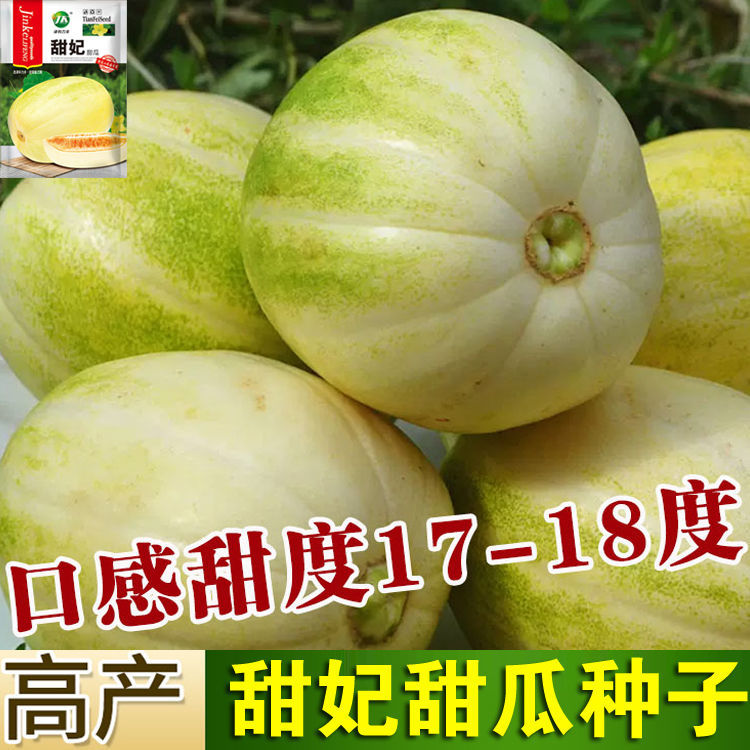 甜妃甜瓜种子东北黄金妃香瓜种籽甜脆黄白皮水果种孑蔬菜瓜果籽种