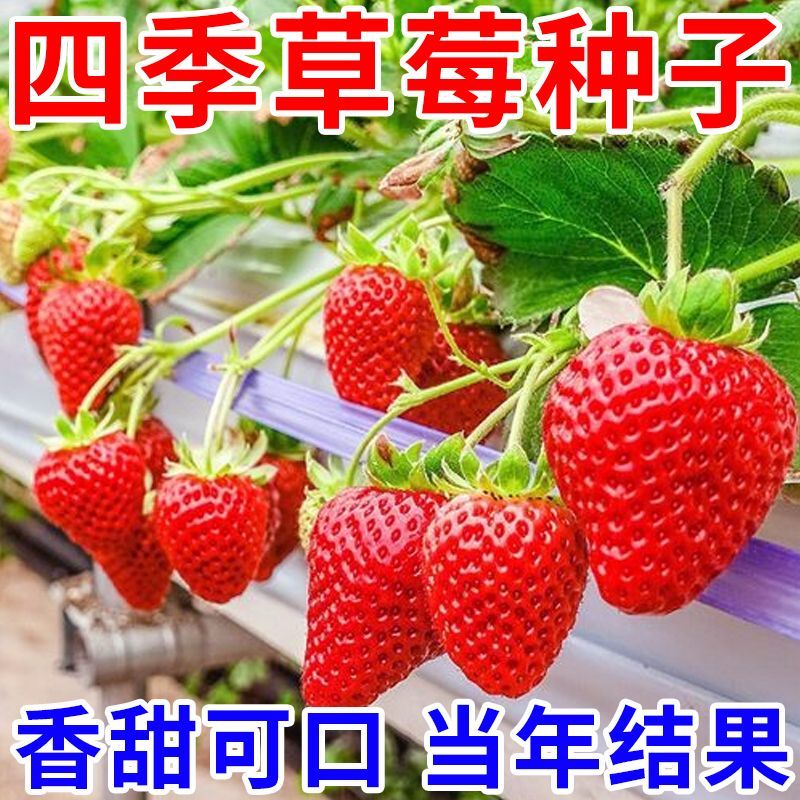 四季奶油草莓种籽子春秋家庭阳台盆栽新手易种水果红草莓种子