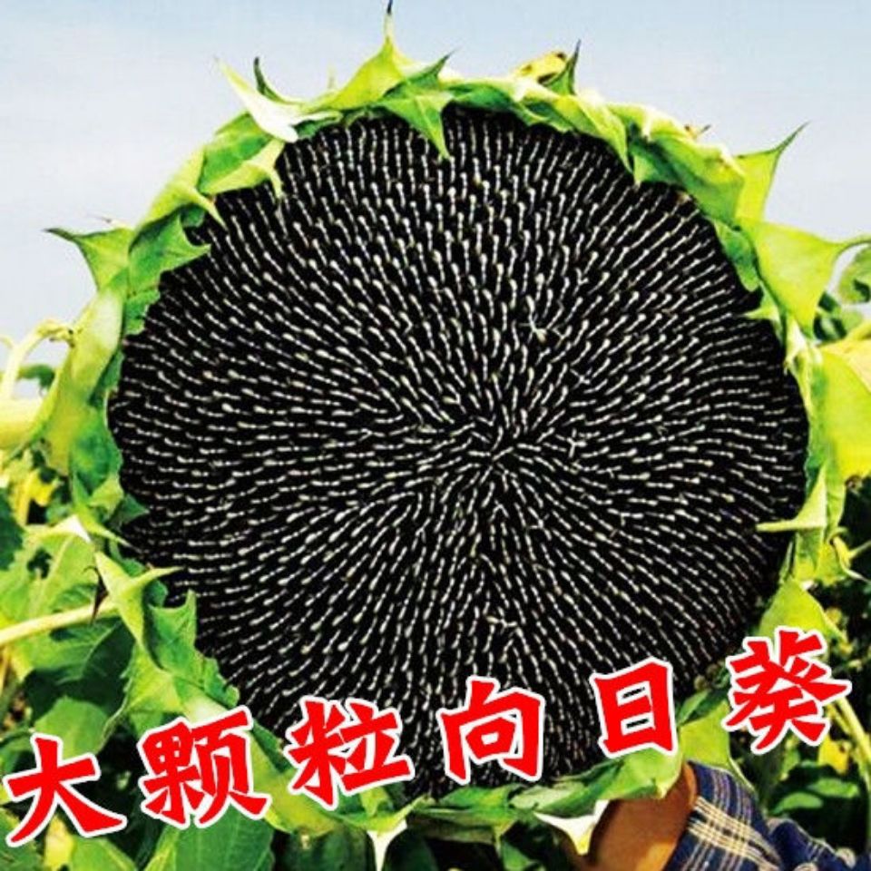 食用大向日葵种子种高产瓜子大颗粒型观赏盆栽葵花籽花卉大田