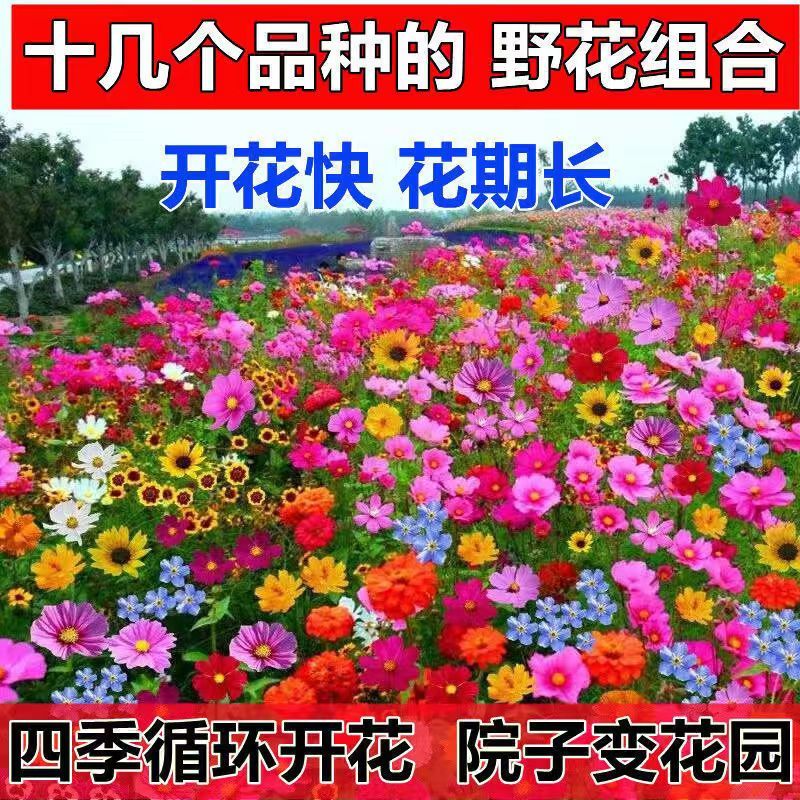 野花组合花种子四季开花波斯菊太阳花百日草混色花