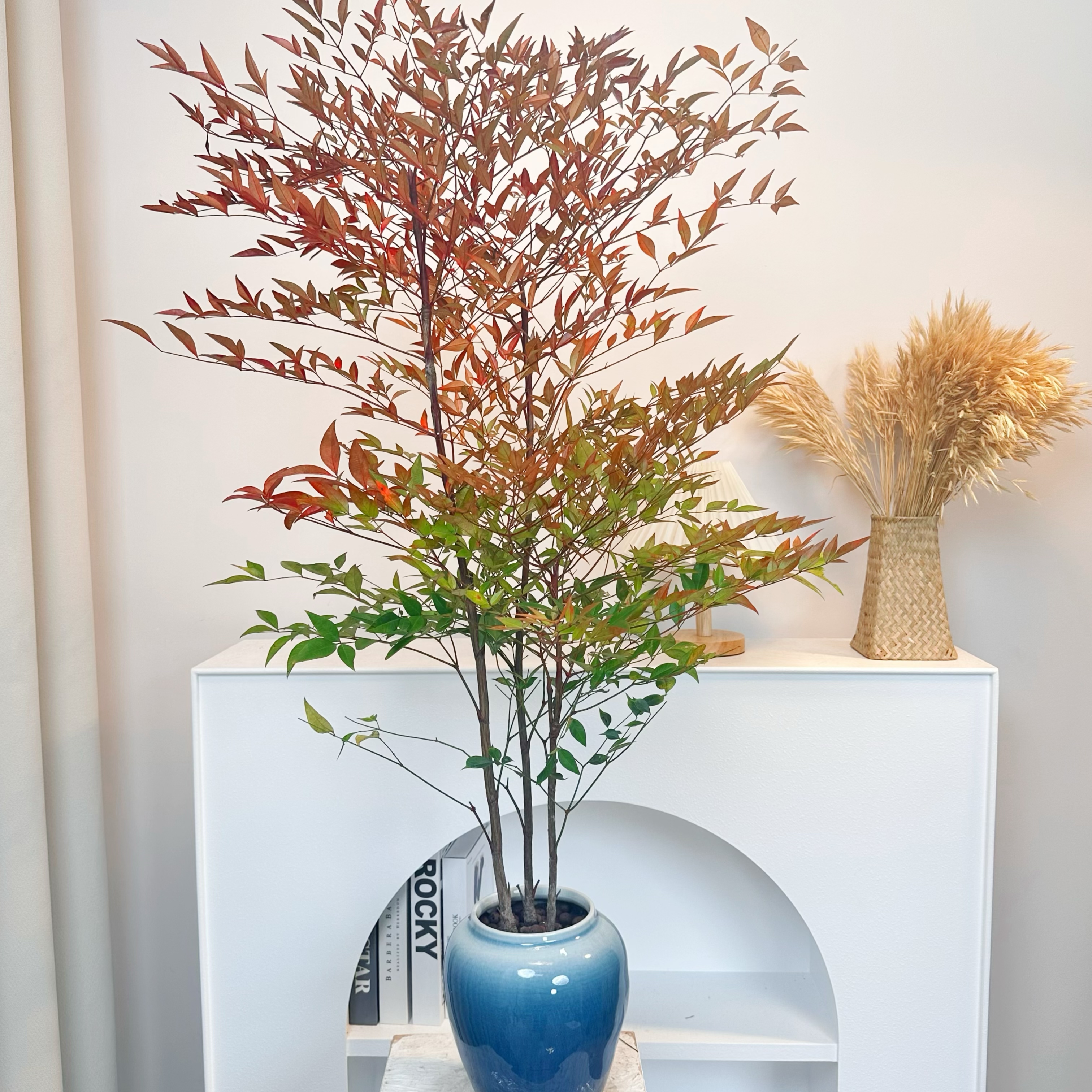 【买一送一】长度80-100cm火焰南天竹室内绿植水培植物也可土培