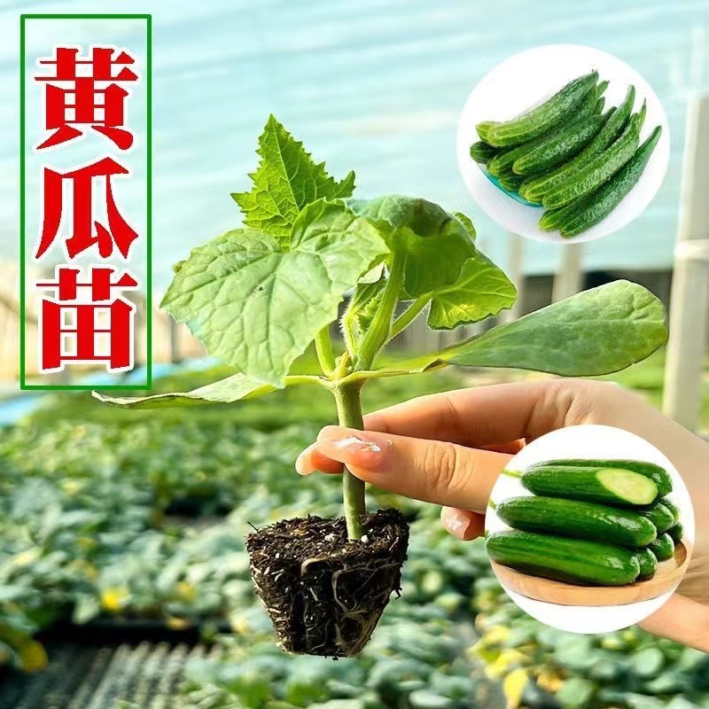水果黄瓜秧苗长刺黄瓜苗高产长黄瓜秧苗带土球发货盆栽地栽蔬菜苗