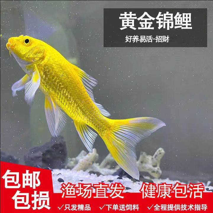 冷水观赏鱼锦鲤小鱼苗龙凤活体长尾锦鲤纯种淡水鱼金鱼好养易活的