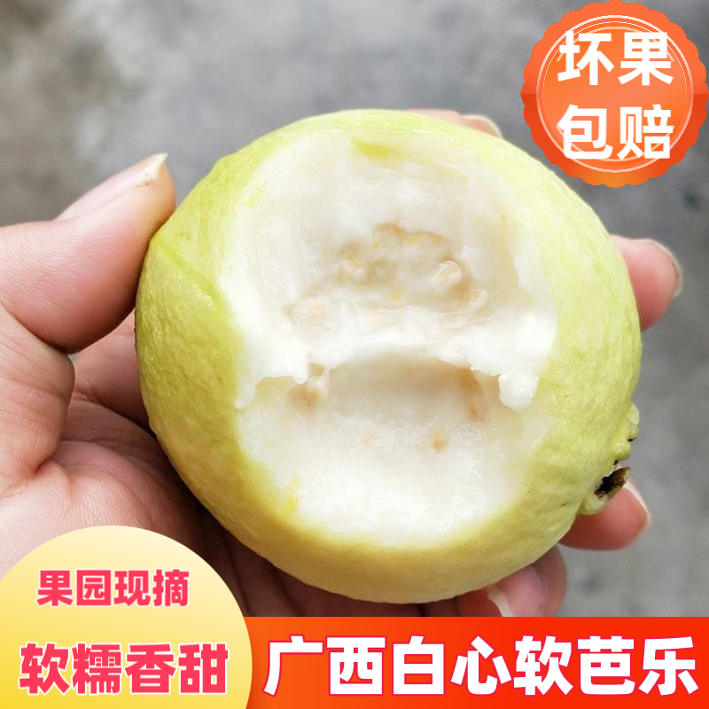 「香甜软糯」广西白心芭乐现摘新鲜水果红心番石榴应季水果清甜好吃
