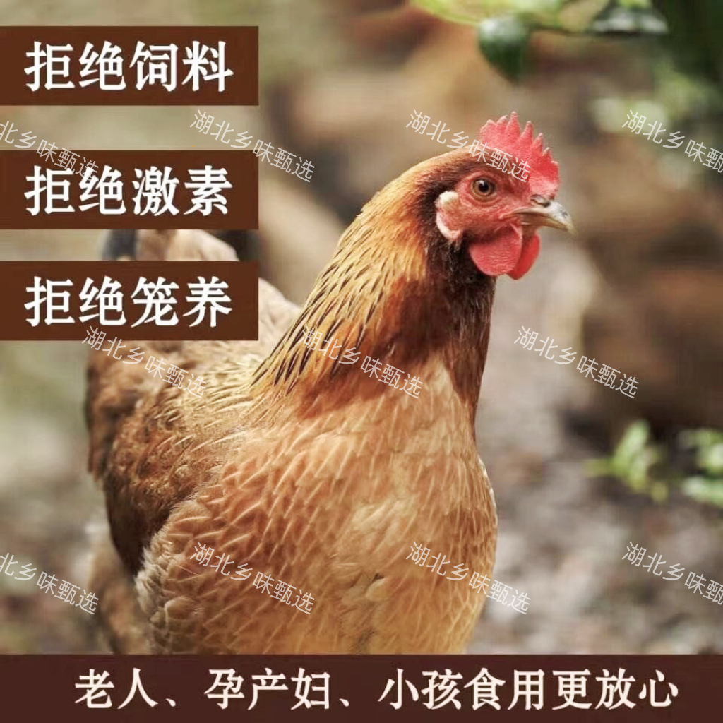 【双12年货节】高山散养两年现杀新鲜跑地鸡月子鸡土老母鸡1000g