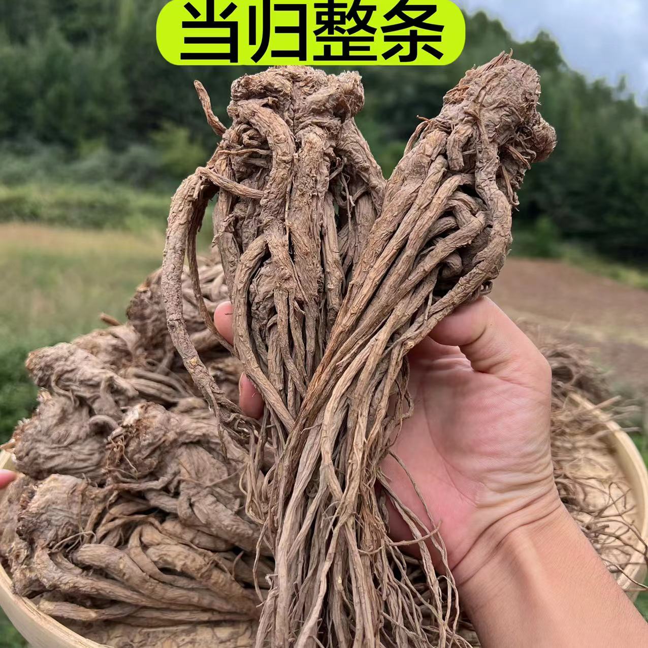 【当归】当归 甘肃特产 当归大整条自家农户种植自然晾晒   250克