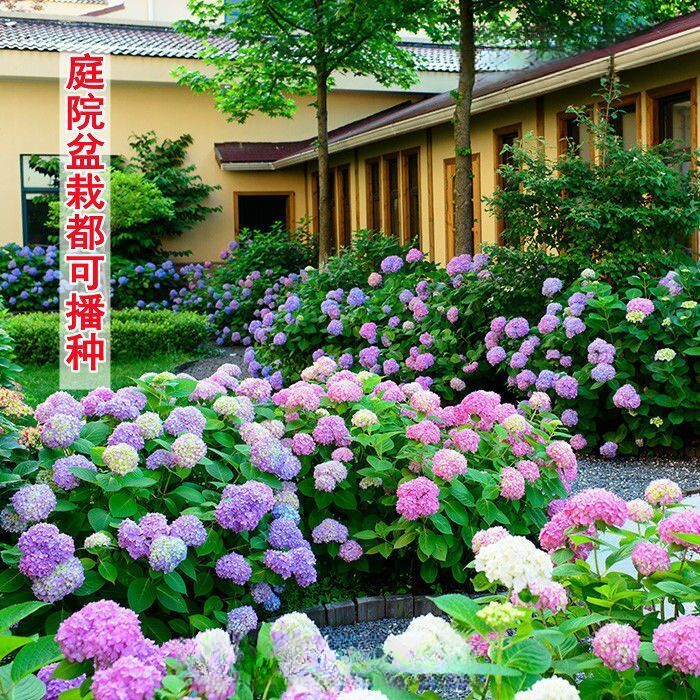 绣球花种子批发易活盆栽植物木绣球秋冬天种八仙花种籽子四季开花
