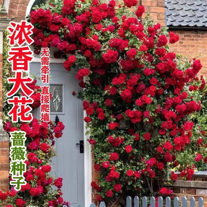 爬藤蔷薇花种子浓香大花重瓣月季玫瑰爬墙花种籽四季种植耐寒活