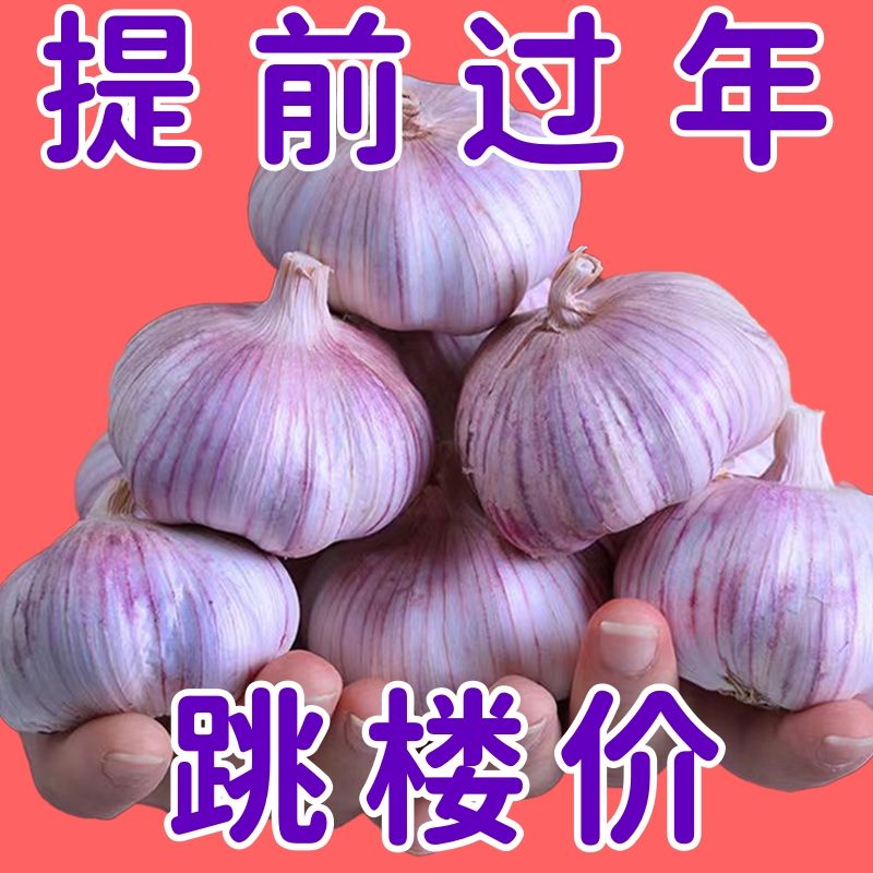 金乡紫白皮大蒜新干蒜子新鲜白皮大蒜头优质干蒜食用蒜100g