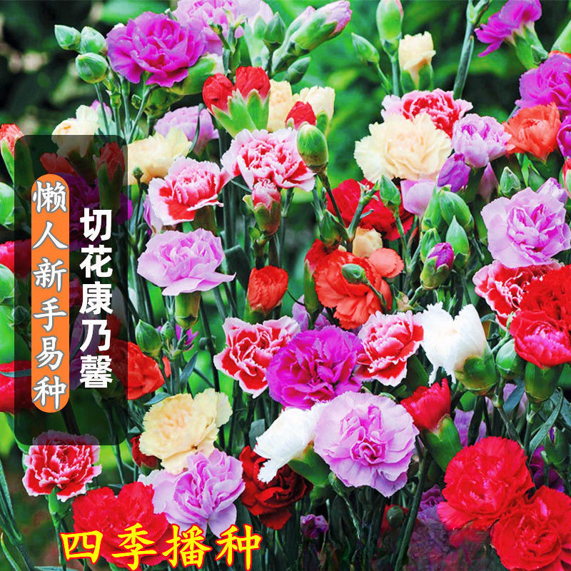 重瓣康乃馨种子四季开花成活庭院花种子阳台室内外盆栽花卉种籽