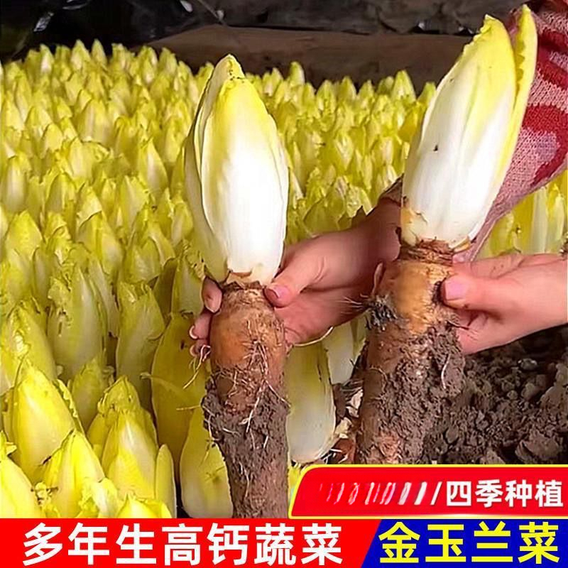 金玉兰菜种子一年四季多年生软化菊苣种子籽阳台盆栽白玉兰菜种籽