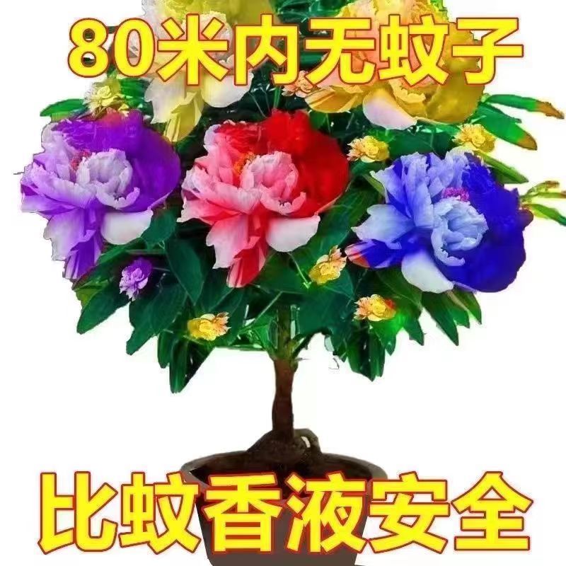 【带芽苞】千里香花卉大全驱蚊绿植盆栽耐高温室外绿植室内南北养