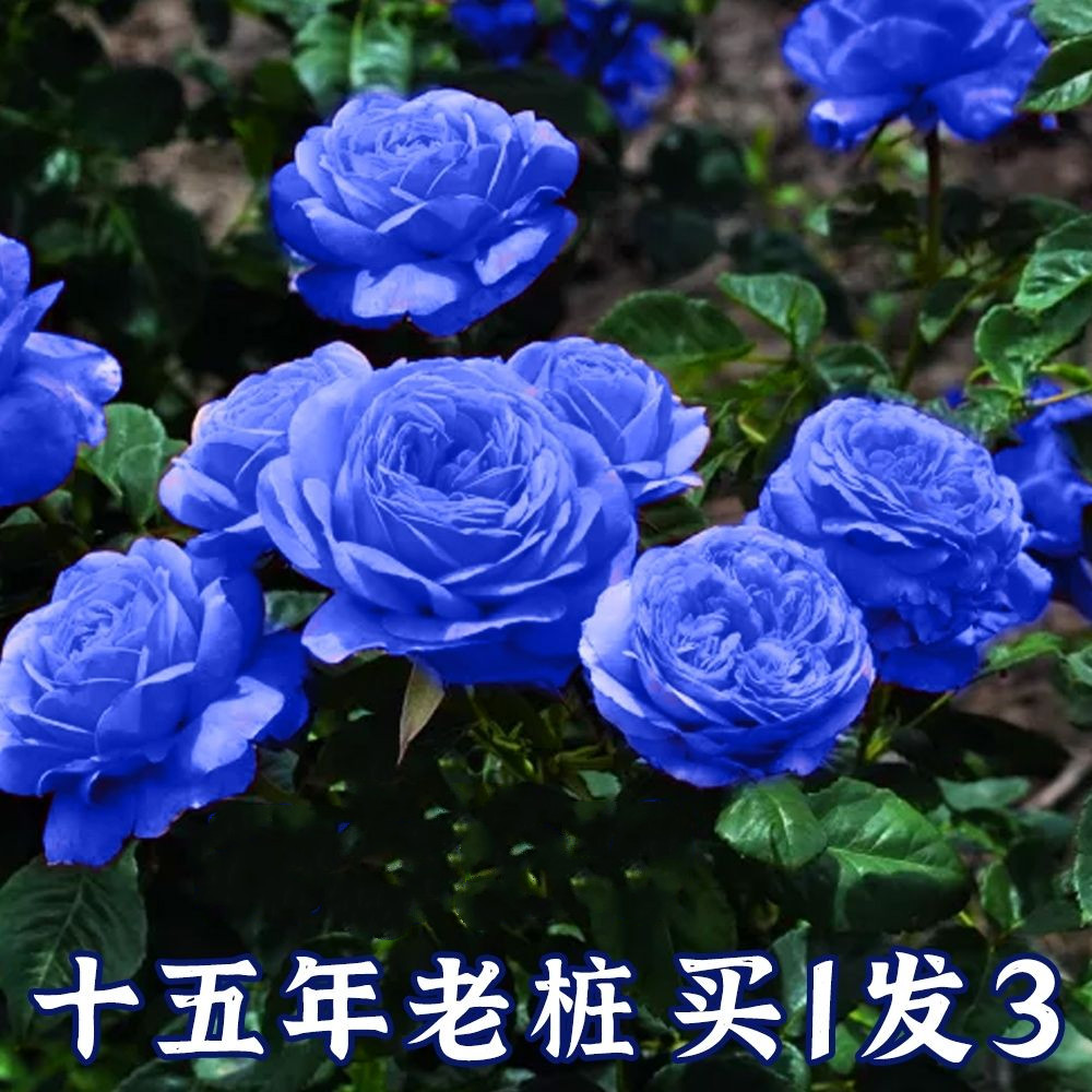 【稀有品种】碎冰蓝玫瑰花老桩嫁接多色蓝色妖姬四季开花盆栽植物