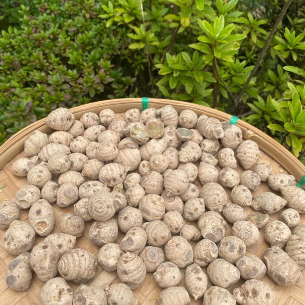 【土特产雪三】七 净含量250g