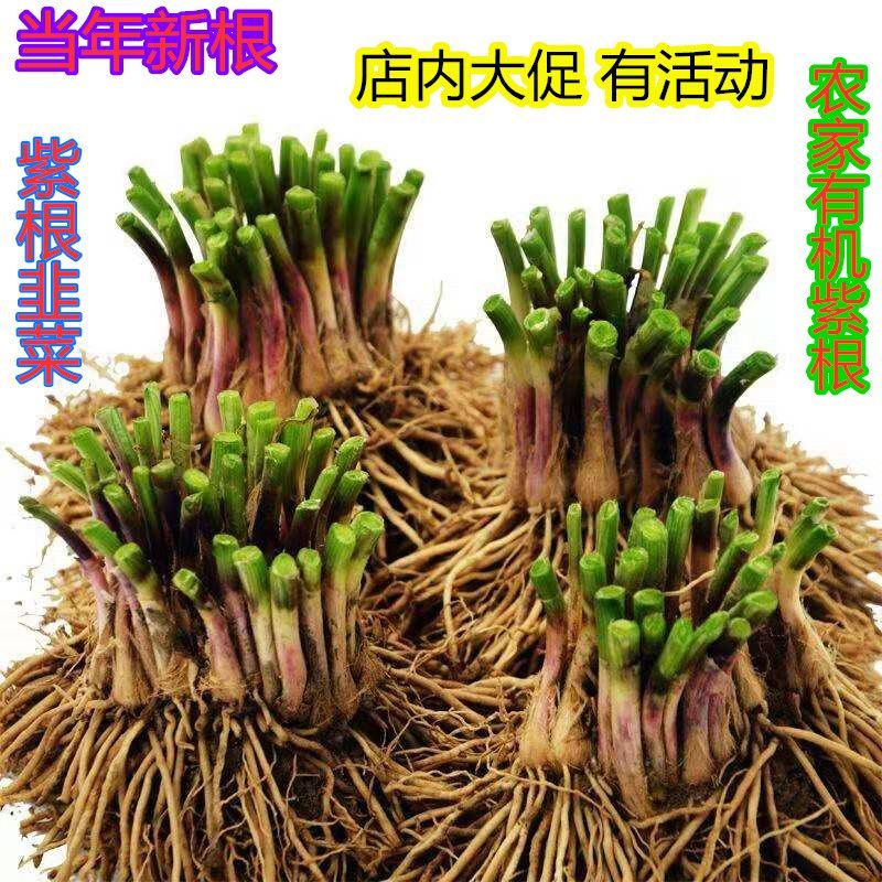 基地直发新韭菜根当年新根苗室内阳台好看的植物入冬入秋庭院茶几
